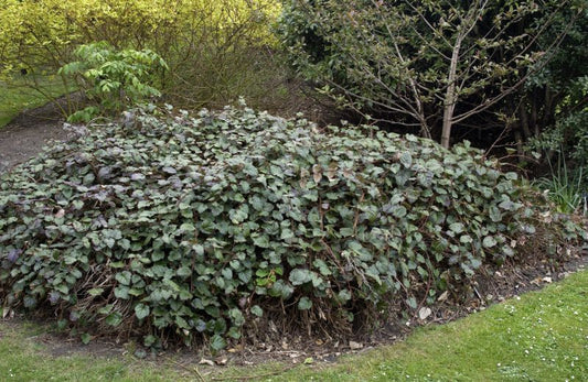 Chinesische Brombeere - Rubus tricolor