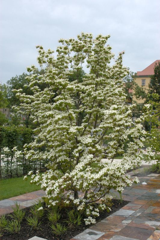 Chinesischer Blumen-Hartriegel - Cornus kousa chinensis