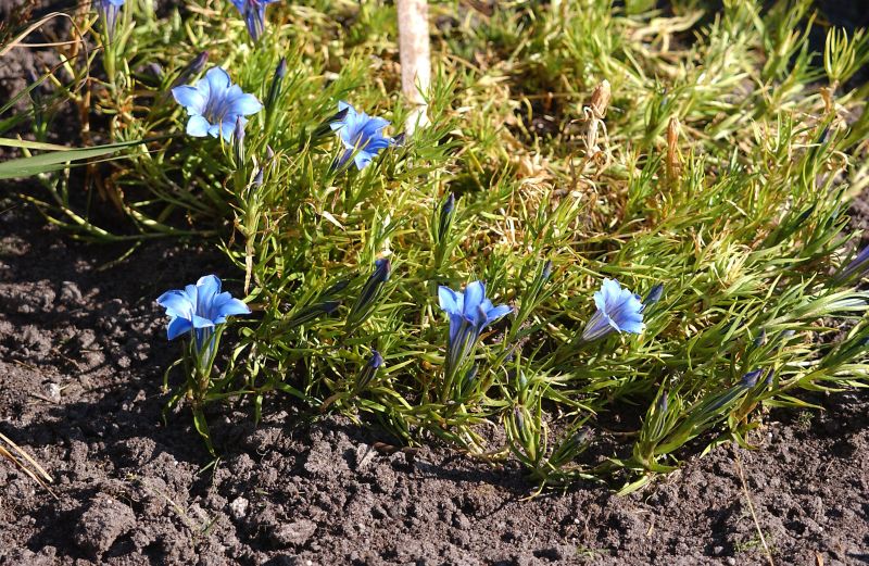 Chinesischer Herbst-Enzian - Gentiana sino-ornata
