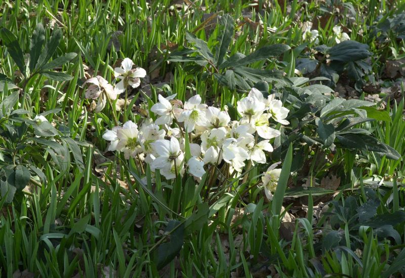 Christrose - Helleborus niger