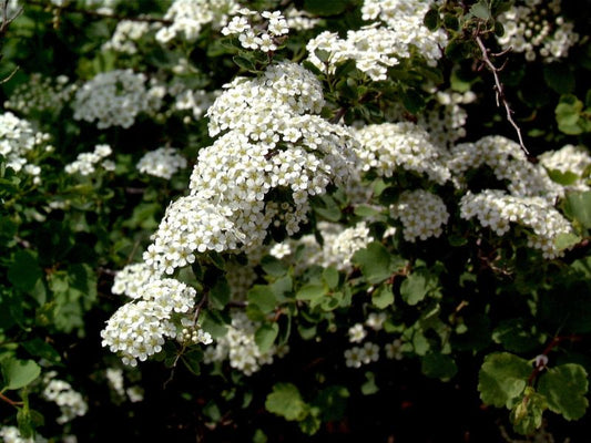 Dreilappige Spiere - Spiraea trilobata