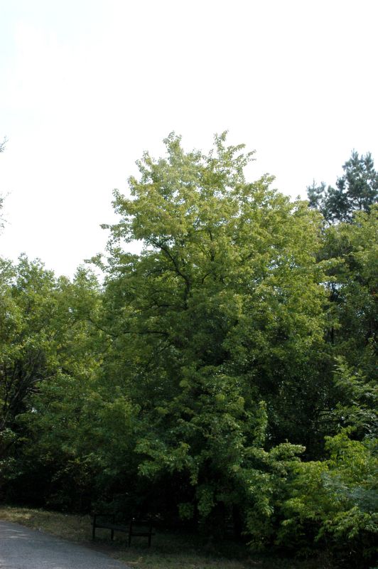 Dreizahnahorn - Acer buergerianum