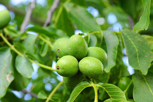 Echte Walnuss - Juglans regia