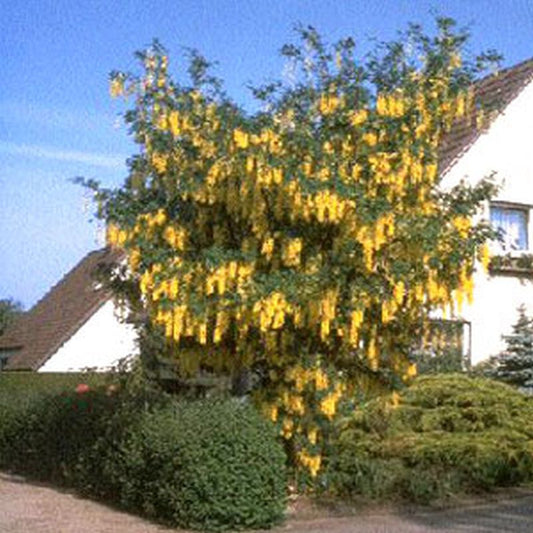 Edel-Goldregen - Laburnum watereri 'Vossii'