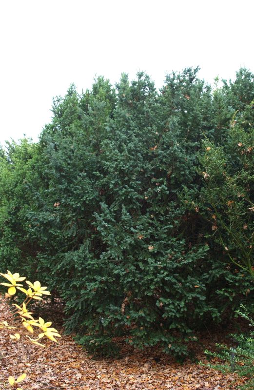 Eibe 'Schwarzgrün' - Taxus baccata 'Schwarzgrün'