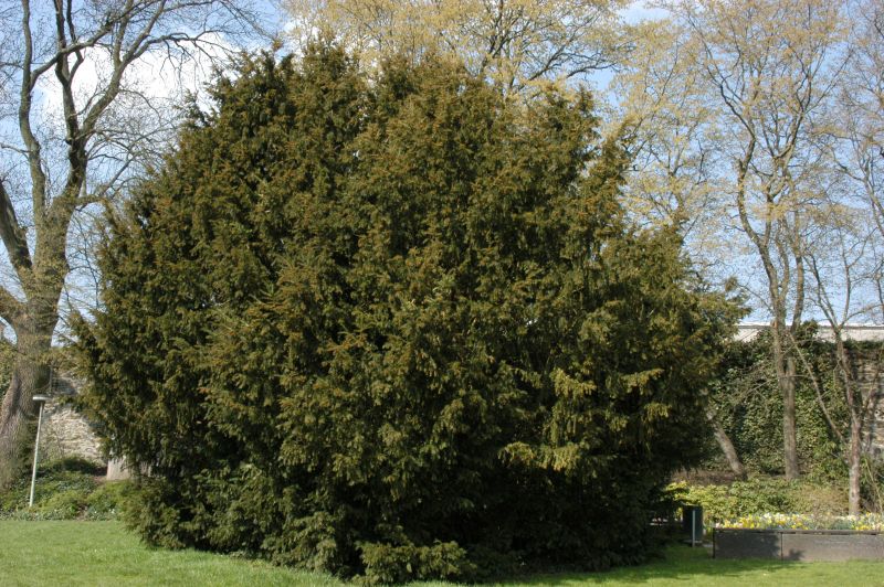 Eiben-Kugel / Kugeleibe - Taxus baccata