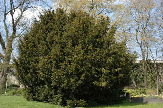 Eiben-Kugel / Kugeleibe - Taxus baccata