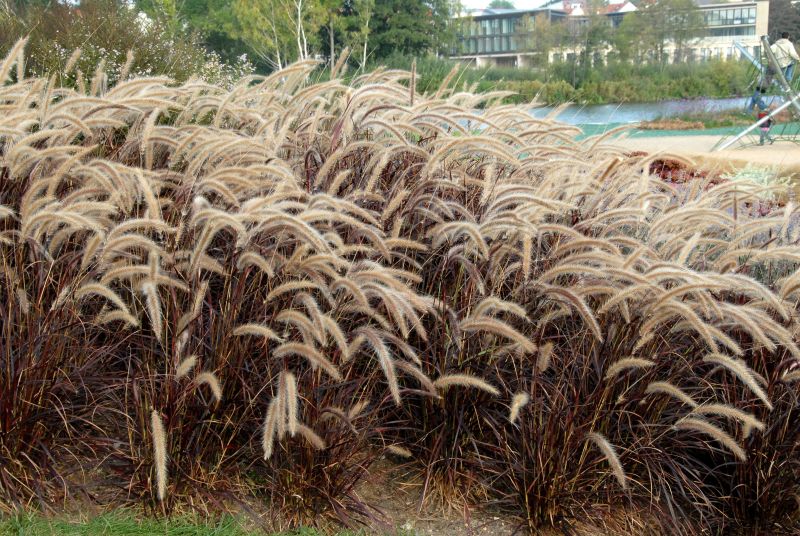 Einjähriges Garten-Federborstengras - Pennisetum setaceum 'Rubrum'