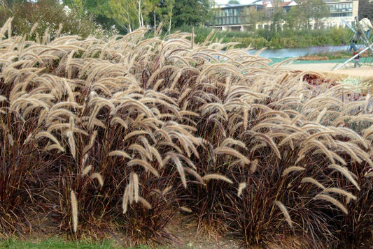 Einjähriges Garten-Federborstengras - Pennisetum setaceum 'Rubrum'