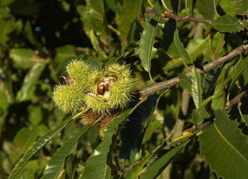 Esskastanie in Sorten - Castanea sativa in Sorten