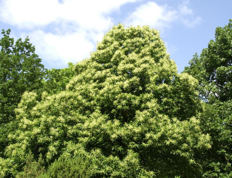 Esskastanie in Sorten - Castanea sativa in Sorten