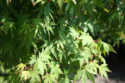 Fächerahorn - Acer palmatum