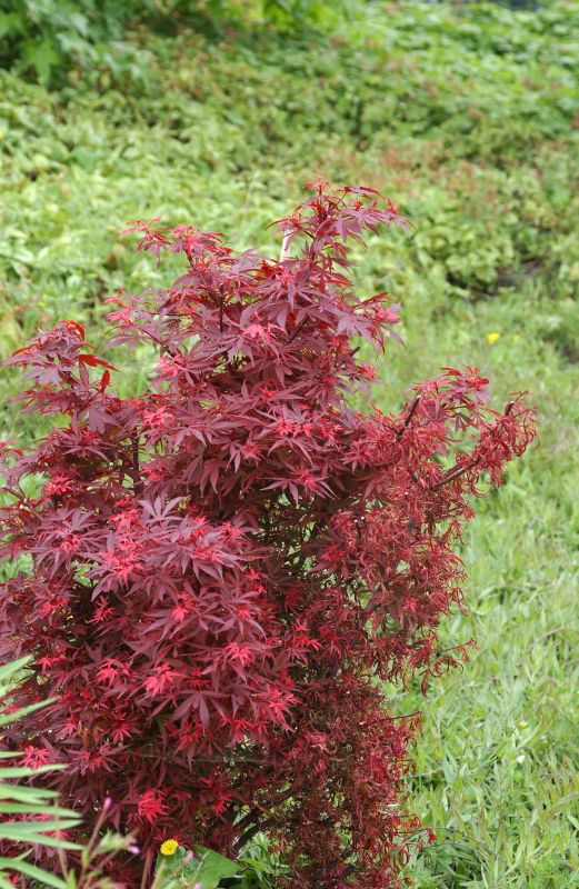 Fächerahorn 'Shaina' - Acer palmatum 'Shaina'