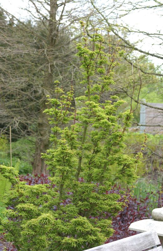 Fächerahorn 'Shishigashira' - Acer palmatum 'Shishigashira'