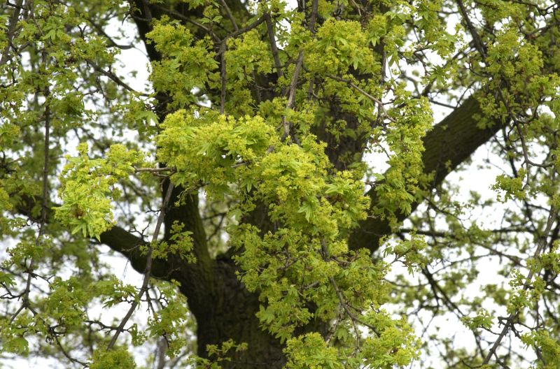 Feldahorn Baum - Acer campestre