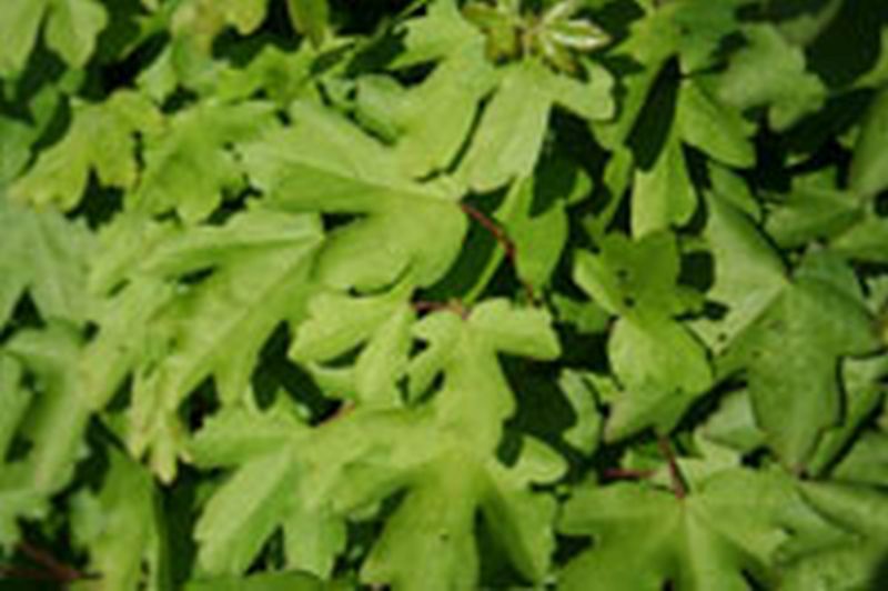 Feldahorn - Acer campestre