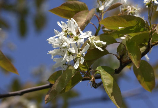 Felsenbirne 'Ballerina' - Amelanchier 'Ballerina'