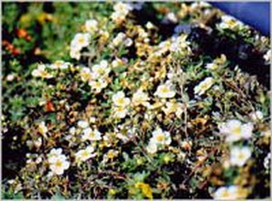 Fingerstrauch 'Abbotswood' - Potentilla 'Abbotswood'
