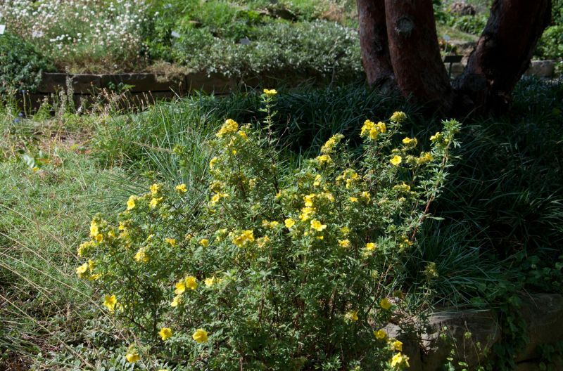 Fingerstrauch 'Goldstar' - Potentilla 'Goldstar'