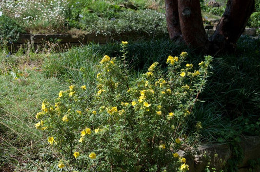 Fingerstrauch 'Goldstar' - Potentilla 'Goldstar'