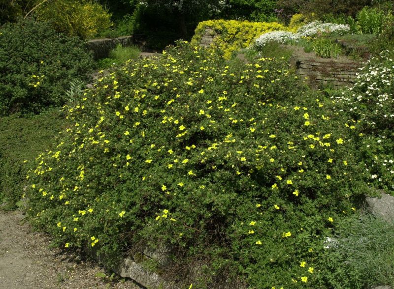 Fingerstrauch 'Longacre' - Potentilla 'Longacre'