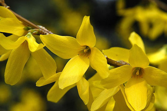 Forsythie 'Lynwood' - Forsythia 'Lynwood'
