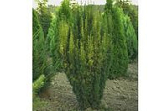 Fruchtende Bechereibe - Taxus media 'Hicksii'