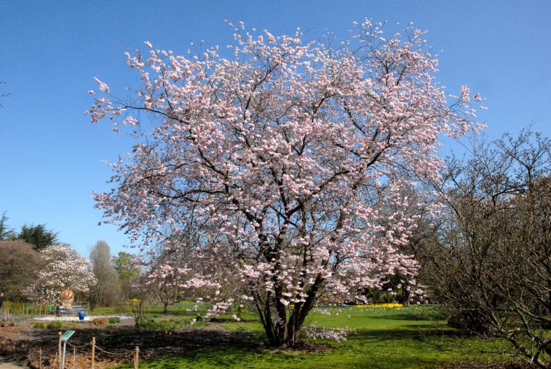 Frühe Zierkirsche 'Accolade' - Prunus subhirtella 'Accolade' CAC