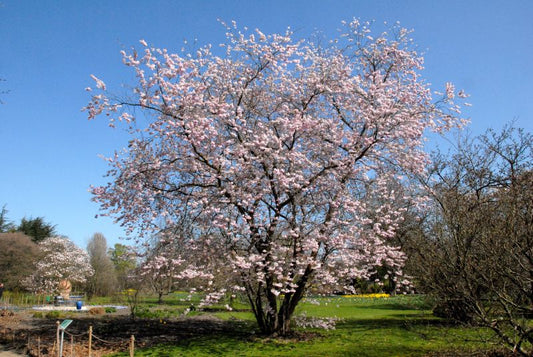 Frühe Zierkirsche 'Accolade' - Prunus subhirtella 'Accolade' CAC
