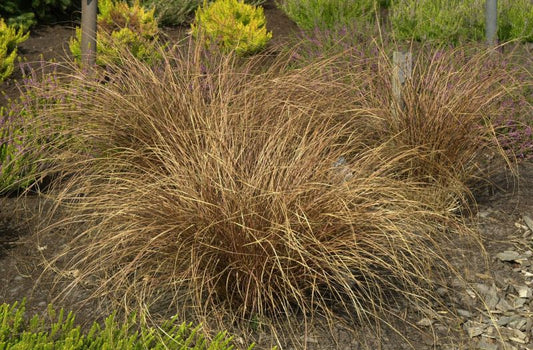Fuchsrote Neuseeland-Segge - Carex buchananii