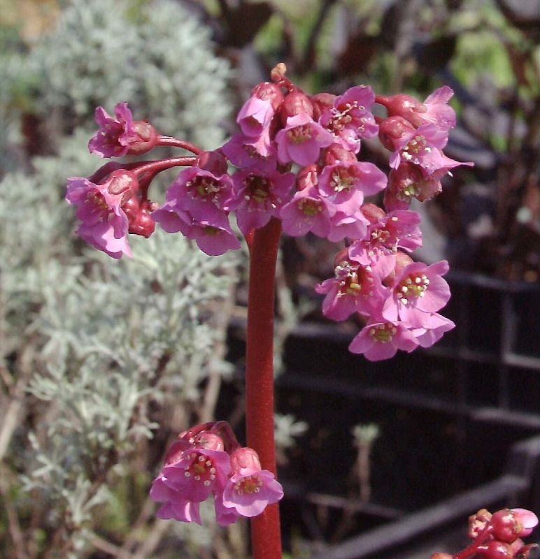 Garten-Bergenie - Bergenia cordifolia 'Rotblum'