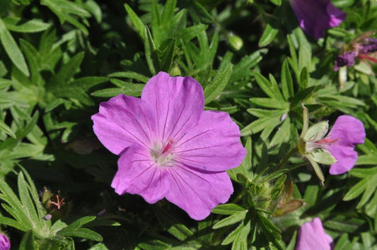 Garten-Blut-Storchschnabel Max Frei - Geranium sanguineum 'Max Frei'