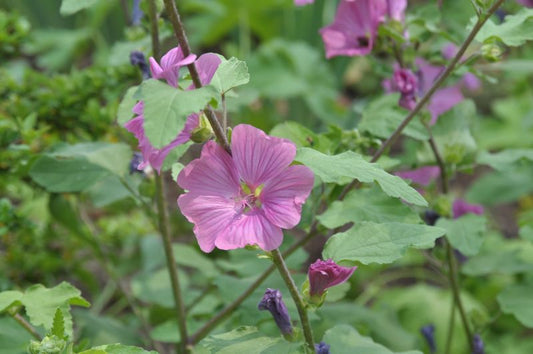 Garten-Busch-Malve Burgundy Wine - Lavatera x olbia 'Burgundy Wine'
