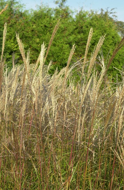 Garten-Chinaschilf 'Große Fontäne' - Miscanthus sinensis 'Große Fontäne'