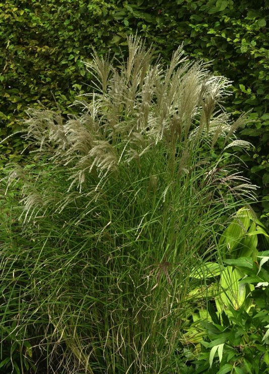 Garten-Chinaschilf 'Kleine Fontäne' - Miscanthus sinensis 'Kleine Fontäne'