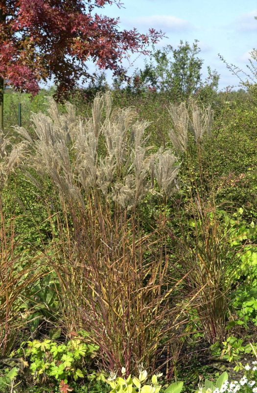 Garten-Chinaschilf, Garten-Landschilf - Miscanthus sinensis 'Ferner Osten'