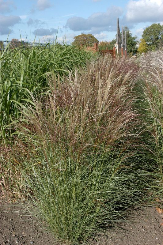 Garten-Chinaschilf 'Silberspinne' - Miscanthus sinensis 'Silberspinne'