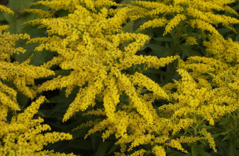 Garten-Goldrute - Solidago x cult.'Strahlenkrone'