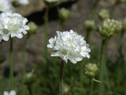 Garten-Grasnelke Alba - Armeria maritima 'Alba'