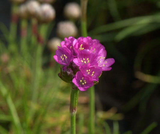 Garten-Grasnelke Splendens - Armeria maritima 'Splendens'