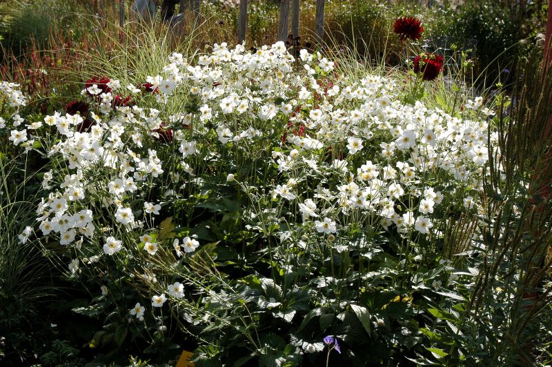 Garten-Herbst-Anemone Honorine Jobert - Anemone japonica 'Honorine Jobert'