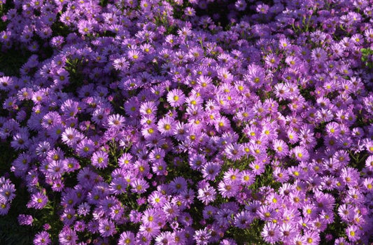 Garten-Kissen-Aster Herbstgruß v.Bresserhof - Aster dumosus 'Herbstgruß v.Bresserhof'