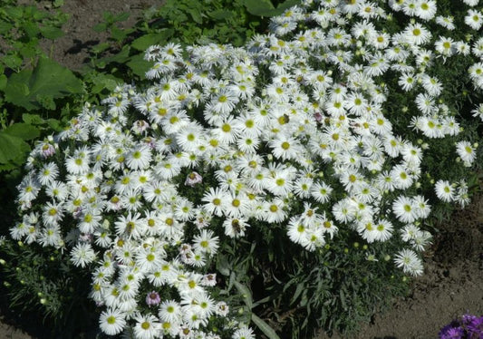 Garten-Kissen-Aster Kristina - Aster dumosus 'Kristina'