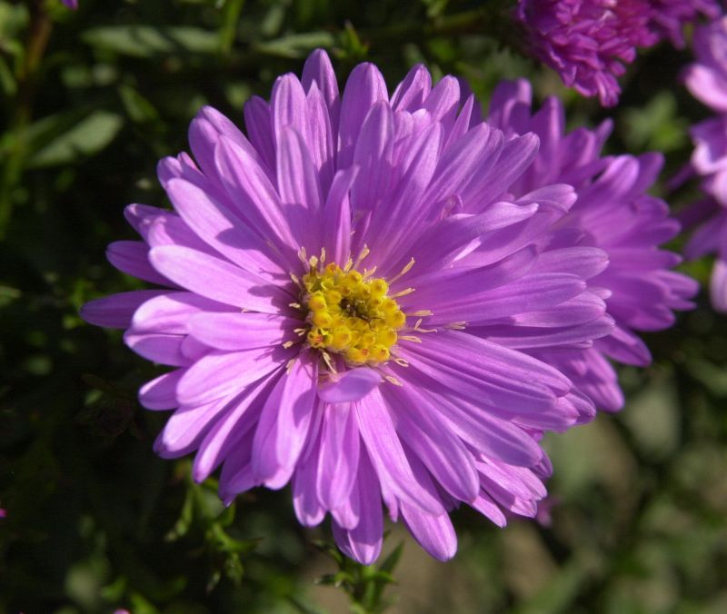 Garten-Kissen-Aster Rosenwichtel - Aster dumosus 'Rosenwichtel'