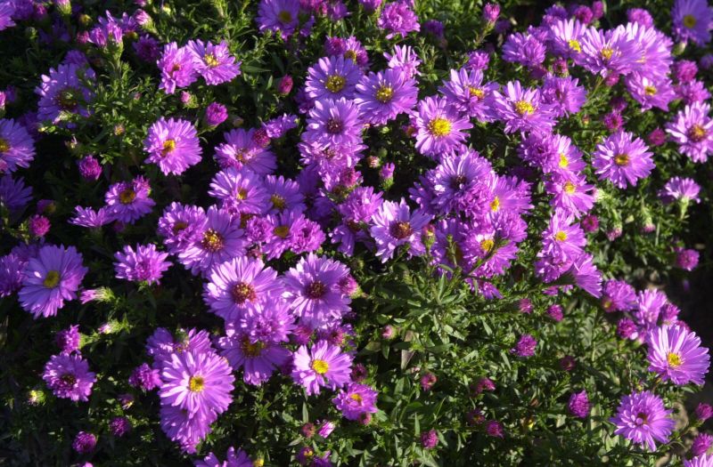 Garten-Kissen-Aster Rosenwichtel - Aster dumosus 'Rosenwichtel'