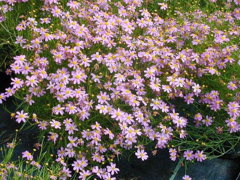 Garten-Mädchenauge American Dream - Coreopsis rosea 'American Dream'