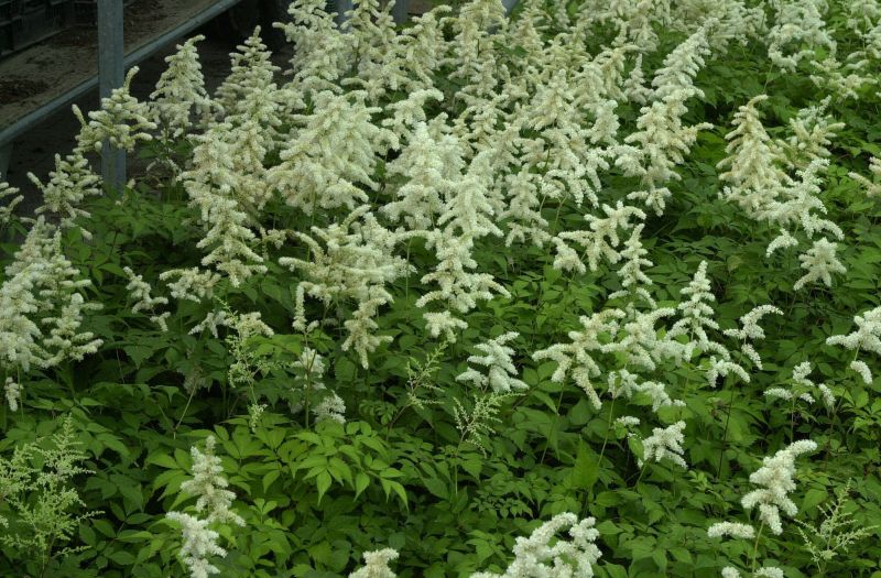 Garten-Prachtspiere Deutschland - Astilbe japonica 'Deutschland'