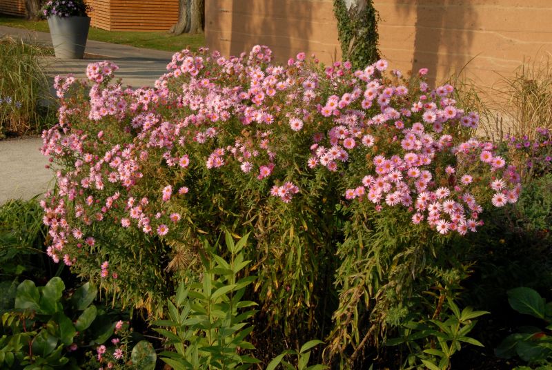 Garten-Raublatt-Aster Rosa Sieger - Aster novae-angliae 'Rosa Sieger'