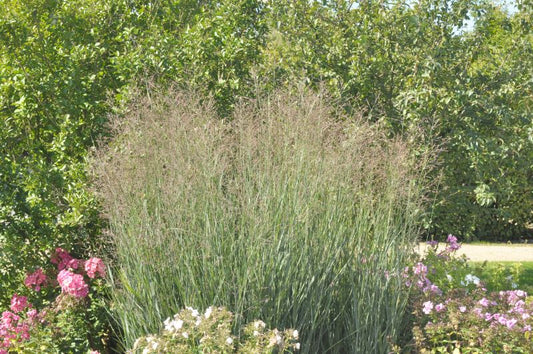 Garten-Ruten-Hirse Heavy Metal - Panicum virgatum 'Heavy Metal'