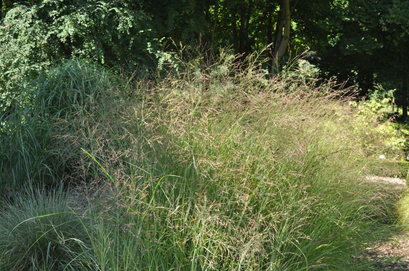 Garten-Ruten-Hirse - Panicum virgatum 'Hänse Herms'